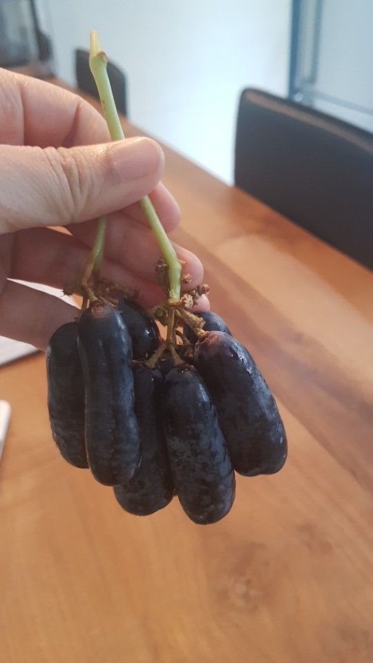 [신상 뜯어보기]마녀의 손가락 포도…희안한 모양에 놀라고 맛에 반하고