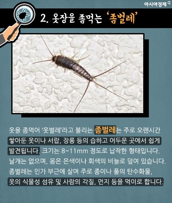 [카드뉴스]초파리부터 쌀벌레까지…골치 '집벌레 5종' 완전 퇴치법