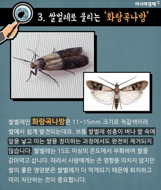 [카드뉴스]초파리부터 쌀벌레까지…골치 '집벌레 5종' 완전 퇴치법