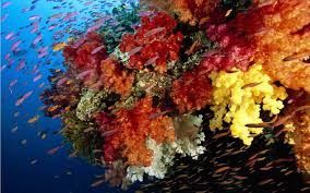 3D프린터로 인공산호 만들어 진짜 산호초 보호