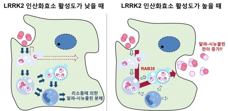 LRRK2 인산화효소 활성에 의한 알파-시뉴클린 응집체의 전이 조절 모델