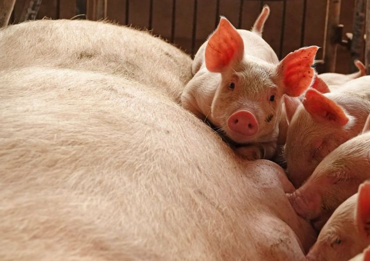 아프리카 돼지열병 베이징으로 확산