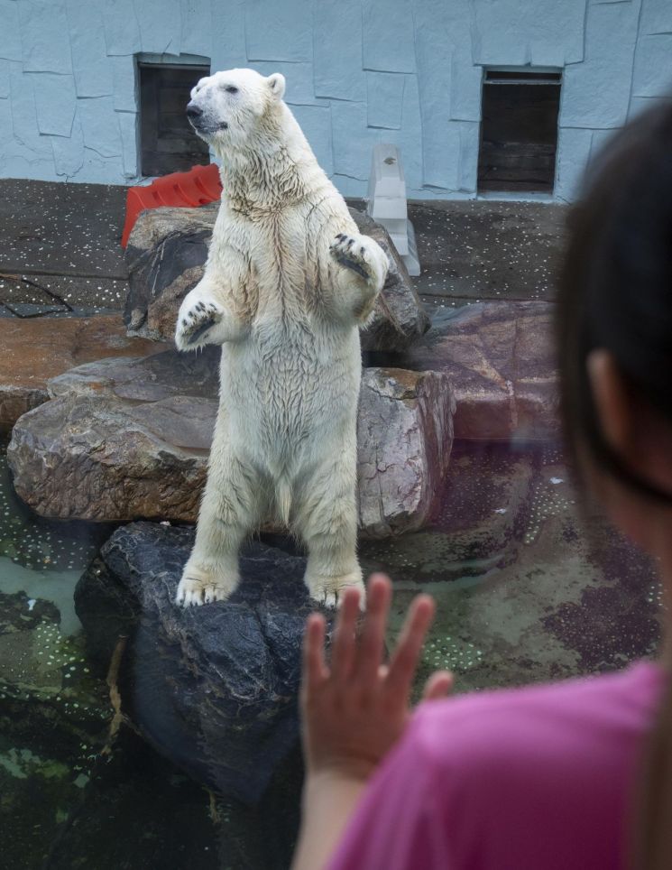 국내 유일 북극곰 '통키' 연말 영국으로 이사 간다