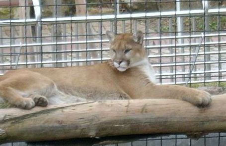  퓨마 ‘호롱이’·고릴라 ‘하람베’ 사살 논란…동물원에 갇힌 ‘동물권’