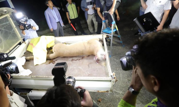 [어떻게 생각하십니까]사살된 퓨마 박제 논란…죽어서도 ‘구경거리’?
