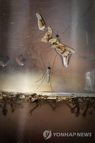 모기유충과 모기 / 사진=EPA연합뉴스