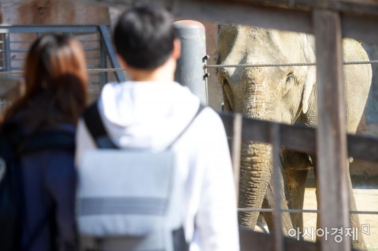 동물원, 미디어 등에서 보는 코끼리는 사람과 친숙하지만 실제 야생 코끼리의 경우엔 매우 사나운 야생동물로 공격성이 매우 강한 것으로 알려졌다.