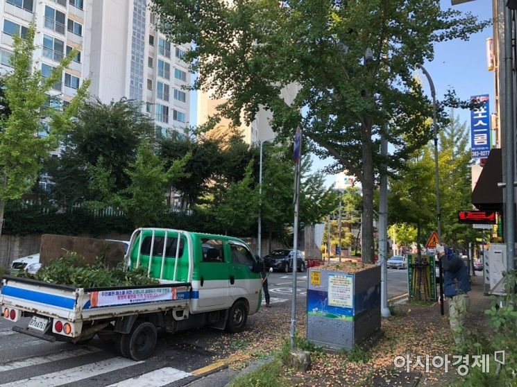 광주 서구, 은행나무 가로수 열매 채취 작업 총력