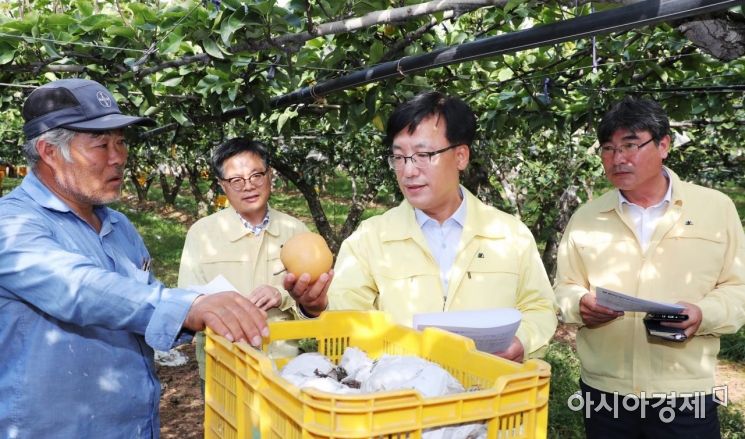 박병호 전남도 행정부지사, 태풍 대비 배 수확 현장 살펴