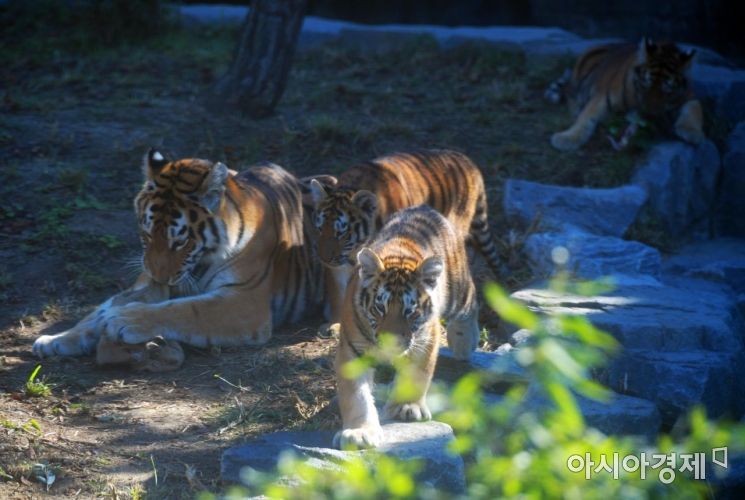 [포토]가을 햇살 속 먹이 먹는 시베리아 호랑이