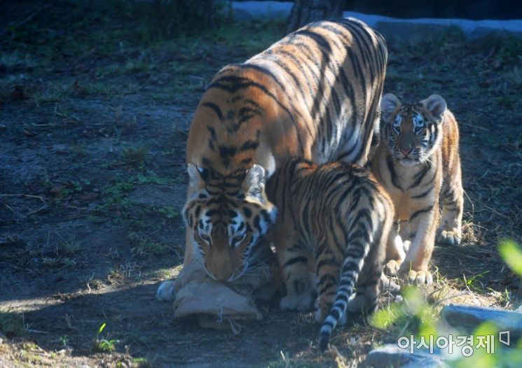 [포토]시베리아 호랑이의 즐거운 식사 시간