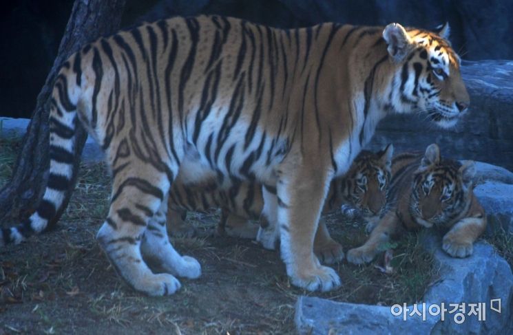 [포토]순수혈통 시베리아 호랑이의 평화로운 식사 시간