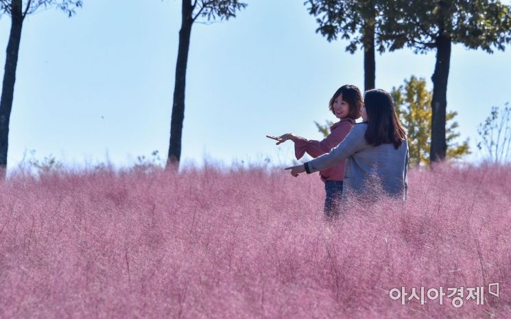 [포토] 가을 여심 사로잡은  여수 선사유적공원 ‘핑크 뮬리’