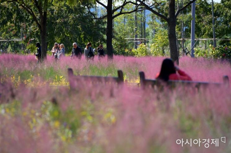 [포토]분홍빛으로 물든 가을