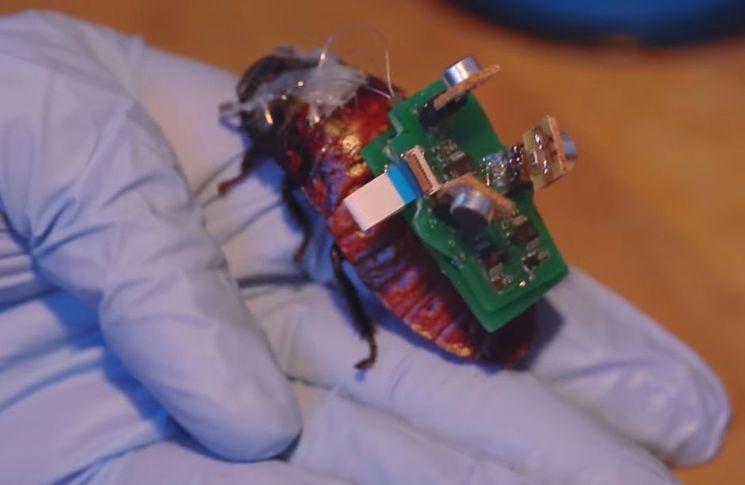 [과학을읽다]①바퀴벌레 로봇 전성시대 - 어디서든 생존!