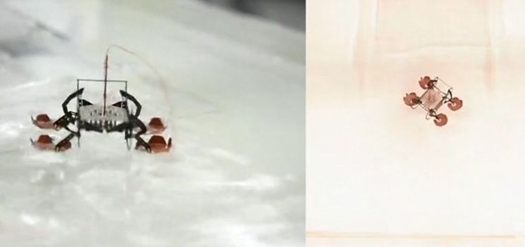 하버드대 연구팀이 개발한 바퀴벌레를 본뜬 초소형 수륙양생로봇. [사진=하버드대 홍보영상 캡처]