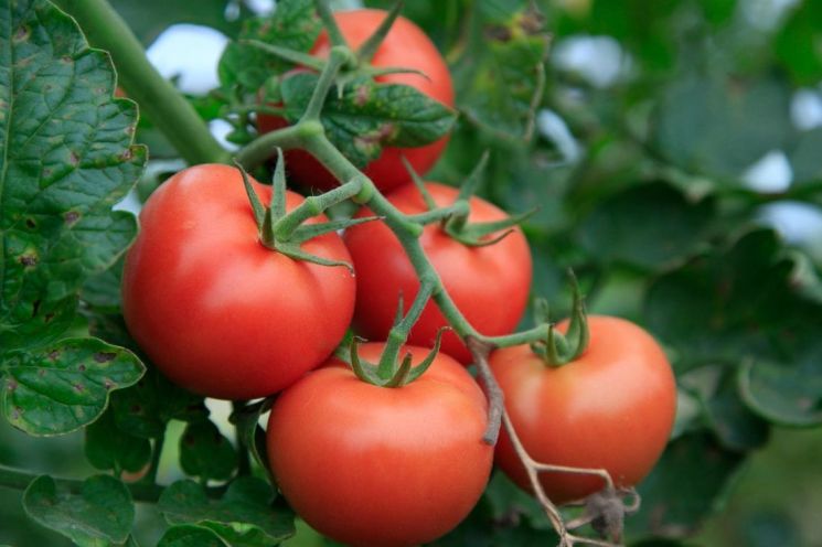 토마토의 붉은 과육에 함유된 항산화물질 리코펜은 자외선으로부터 피부를 보호하는 작용을 한다.