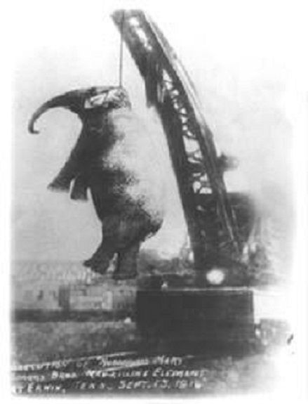 1916년 9월, 미국 앨리바마주에서 서커스 조련사를 죽이고 탈출했다 공개처형된 코끼리 '메리'의 모습. 크레인에 매달아 교수형에 처해졌으며, 미국에서 서커스 동물학대의 전형으로 큰 비난을 받았다.(사진=위키피디아)
