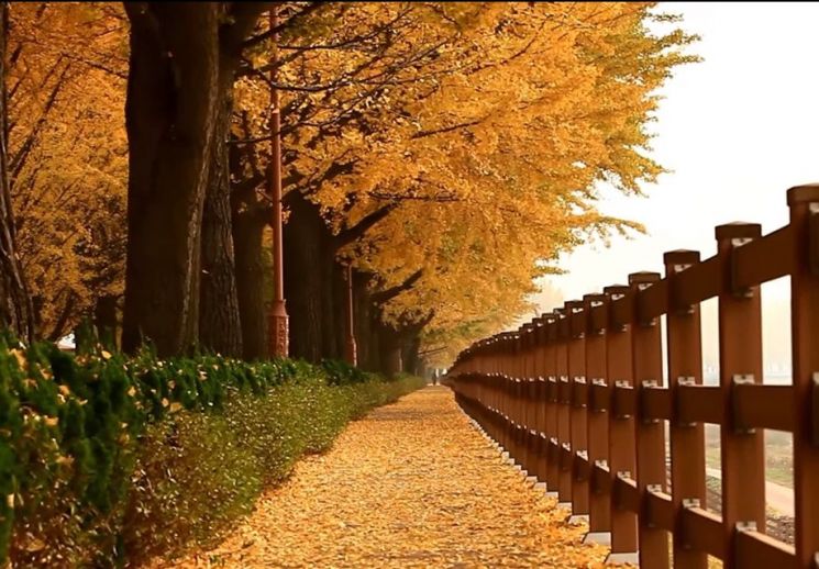 가을의 정취를 느끼기에는 노란 은행나무가 최고입니다. 그러나 냄새를 풍기면 정취는 악취로 변하고 말지요. [사진=유튜브 화면캡처]