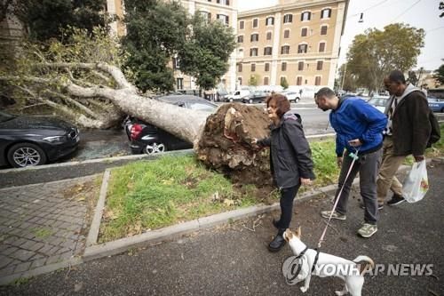 29일(현지시간) 로마 도심에서 강풍에 쓰러진 나무가 주차된 차량을 덮쳤다. / 사진=EPA 연합뉴스