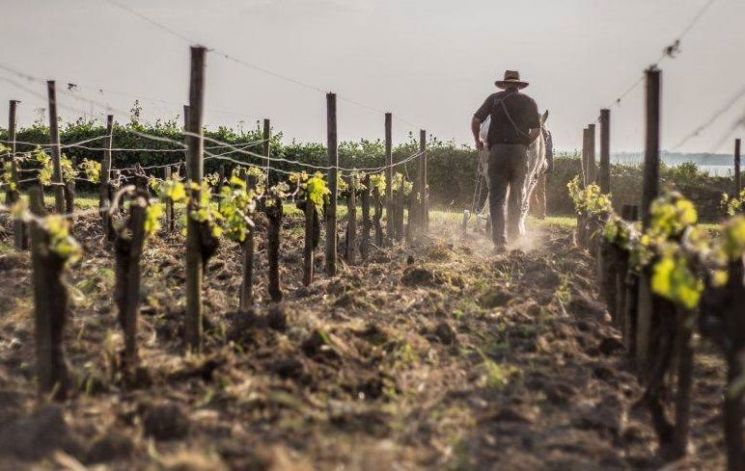 세계적 와인 산지로 유명한 프랑스 보르도 지역 포도밭 모습. 봄철 서리, 이어진 여름 대폭염과 가뭄으로 포도 생산량이 급감한 프랑스는 와인 농가들에게 와인 비축량을 20%까지 늘릴 수 있게 허용했다.(사진=프랑스 관광청)