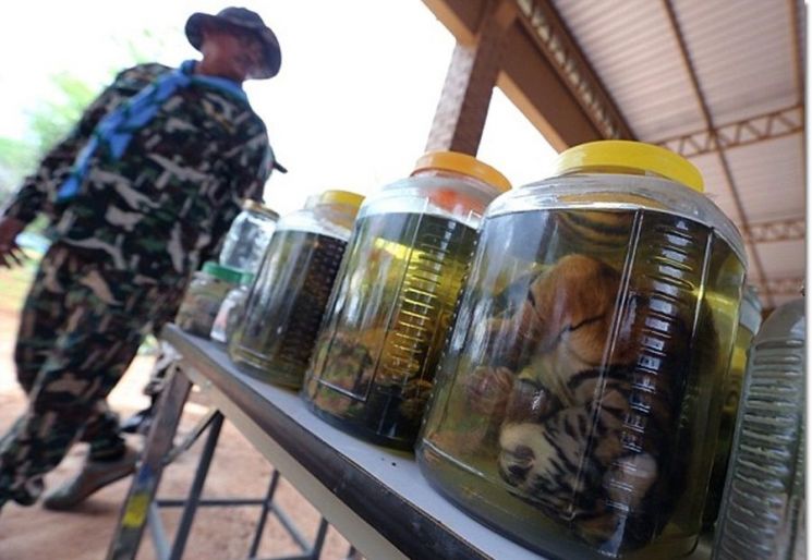 “뼈가 몸에 좋다?”…中정부 허가에 호랑이·코뿔소 수난 시대