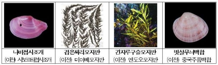 해수부 "우리 바다 해양생물, 이제 예쁜 우리말로 불러주세요"