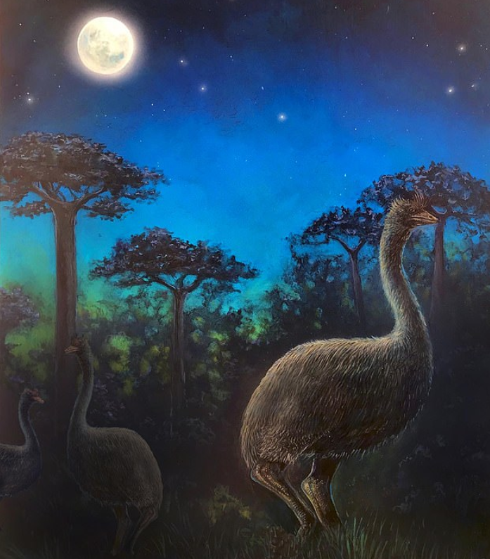 "역사상 가장 큰 조류 ‘코끼리새’는 밤에만 날았다"