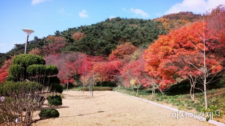 ‘단풍으로 붉게 물든’ 아름다운 영광 불갑사