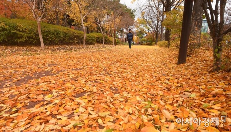 [포토] 가을의 끝자락, 낙엽길을 걷다