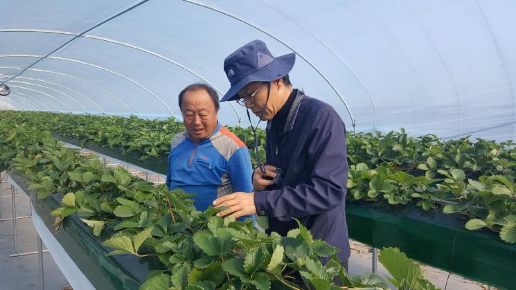 지난 13일, 농촌지도사가 나산면에 위치한 농가들을 순회하며 딸기양액재배 자동시스템 등 선진농업기술을 설명하고 있다. 사진=함평군