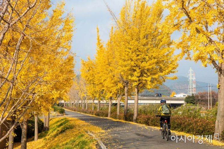 [포토] 광양읍 서천변 노란빛 은행나무로 물들다