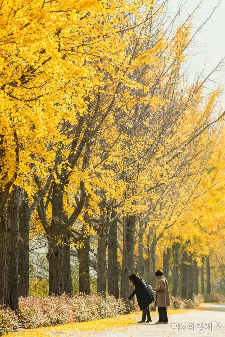 [포토] 광양읍 서천변 노란빛 은행나무로 물들다
