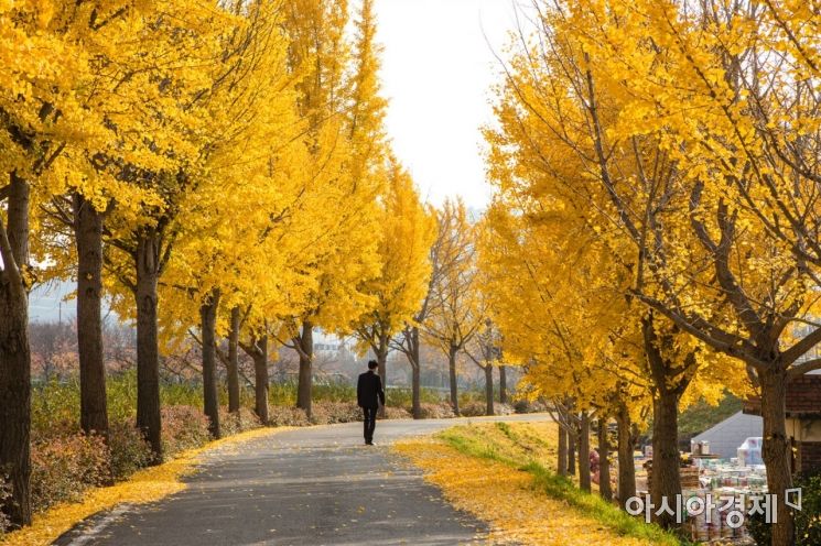 [포토] 광양읍 서천변 노란빛 은행나무로 물들다