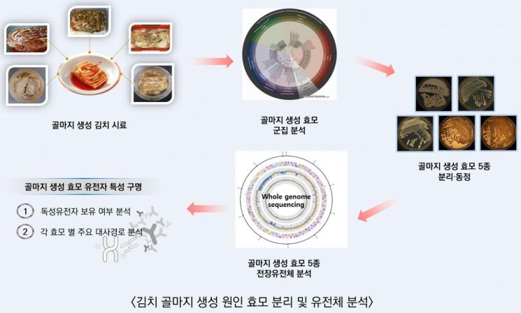 곰팡이로 오해, 김치 '골마지'의 정체는?