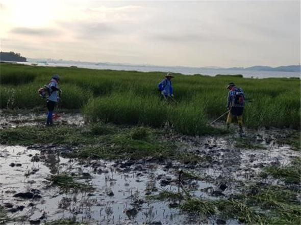 갯벌파괴자 '갯끈풀' 확산 막는다…해수부, 중기 관리계획 수립