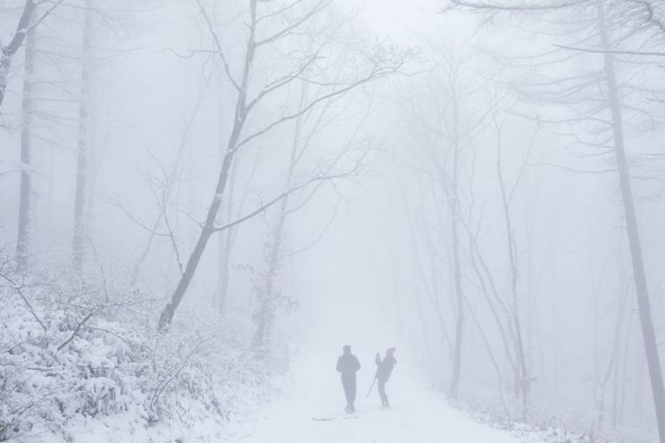 설경 ‘으뜸’ 함백산 하늘 숲…산림청, 이달의 명품 숲 선정