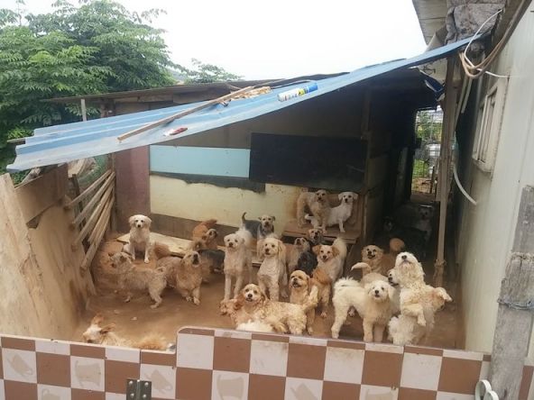 동물보호시민단체 카라는 지난 2016년 9월부터 경기 김포 달님이네 보호소의 소장과 연락이 닿지 않자 60 여마리의 개들을 직접 돌보며 입양처를 알아보고 있다/사진=카라 홈페이지 
사진=카라 홈페이지