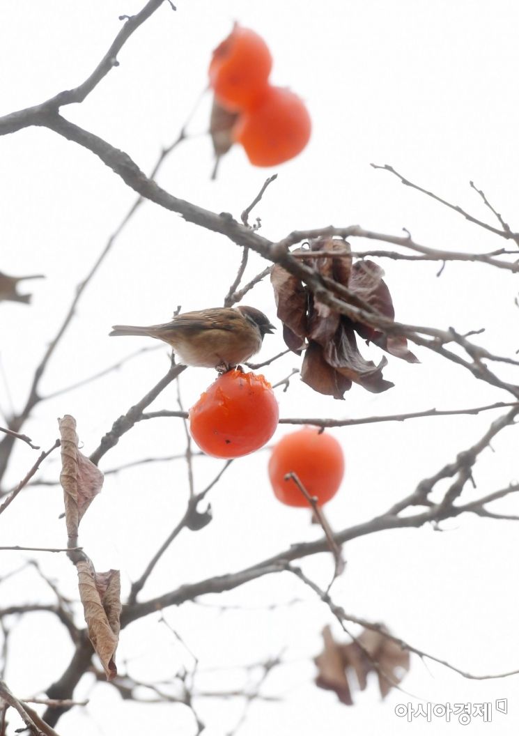 [포토]까치밥 먹는 참새