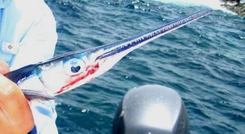 태국 해군 대원, 훈련 중 물고기 떼 공격받아 사망