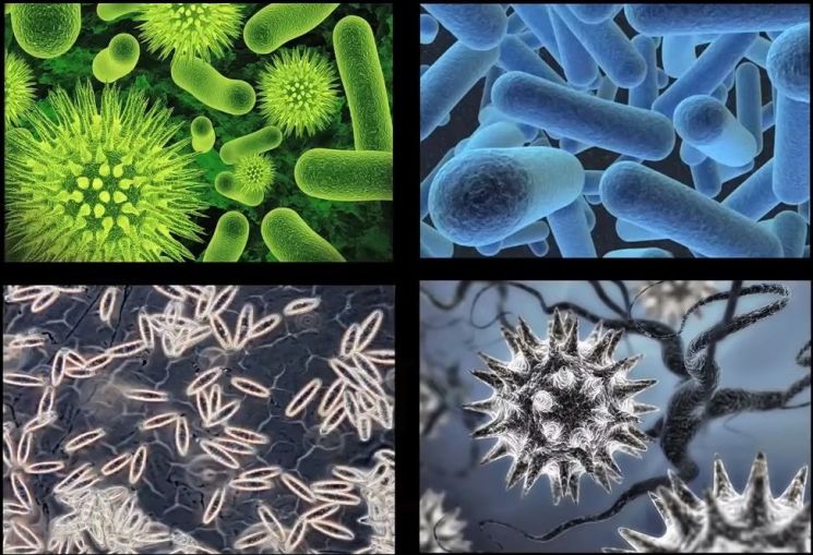 현미경으로 본 각종 세균의 모습. [사진=유튜브 화면캡처]