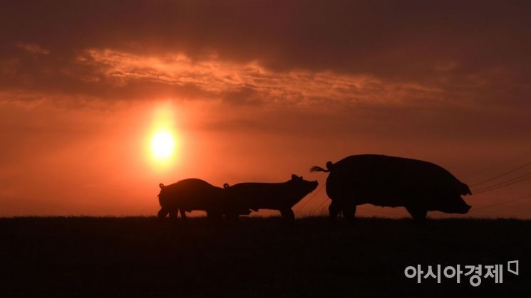 [포토] 60년 만에 돌아온 황금돼지의 해