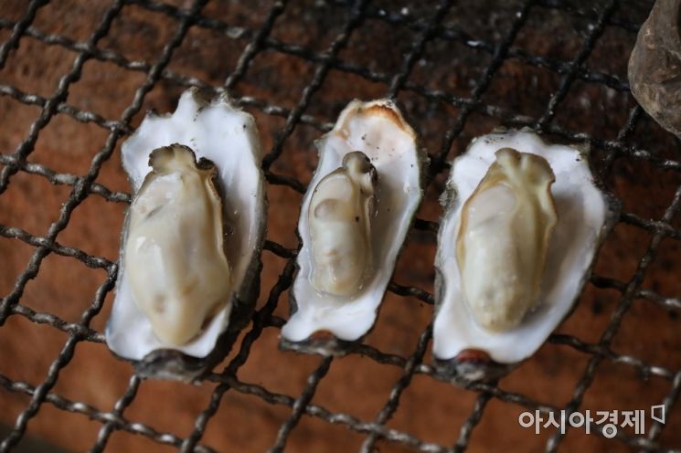 전남도 새해 첫 여행, 보성 율포녹차센터·장흥 정남진편백숲우드랜드 추천
