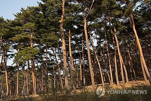 안면도 소나무 숲 전경. 출처=연합뉴스 자료사진