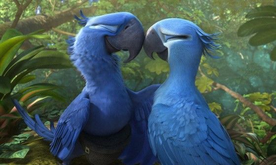 영화 ‘리오’ 주인공인 ‘마코 앵무새’, 결국 지난해 멸종