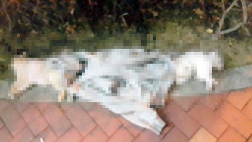 부산 해운대 한 오피스텔에서 강아지 3마리가 추락하는 사고가 발생했다. 사진=해운대경찰서 제공