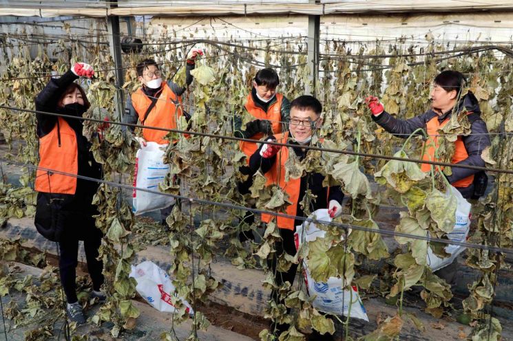 16일 충남 청양군 아산리 마을에서 진행된 '2019 신임 임원 봉사활동'에 참여한 한화 신임 임원들이 농작물 수확 활동을 하고 있다.