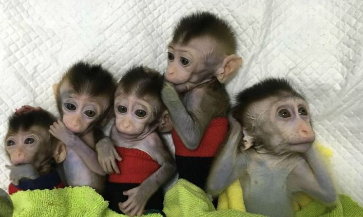 中, 유전자 편집 거쳐 원숭이 5마리 복제 성공