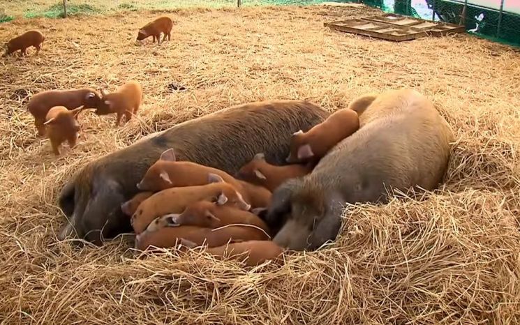 [과학을읽다]돼지띠, 입춘부터 아닙니다! 