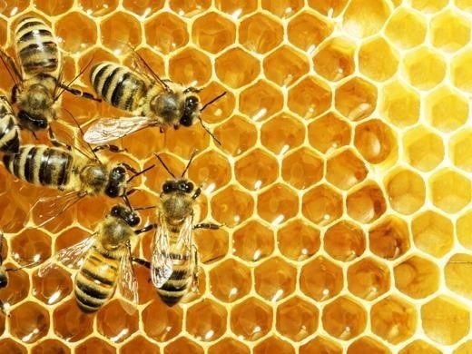 꿀벌과 벌집. [사진=아시아경제DB]